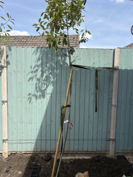 Can I train a new tree to grow straight