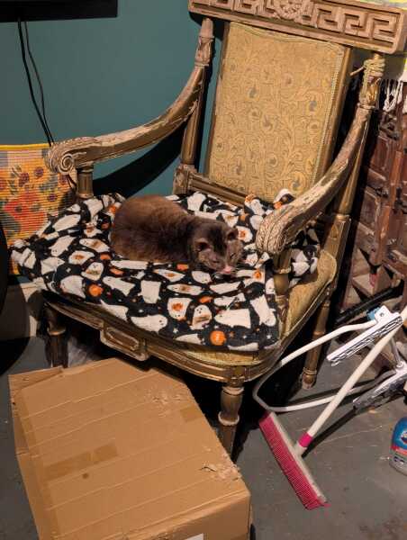 Get A Compass! The Excellent Cats embrace a new rallying cry
