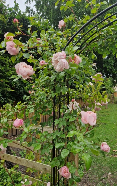 The Generous Gardener (DA rose) on 6ft fence