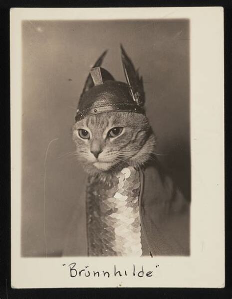 Get A Compass! The Excellent Cats embrace a new rallying cry
