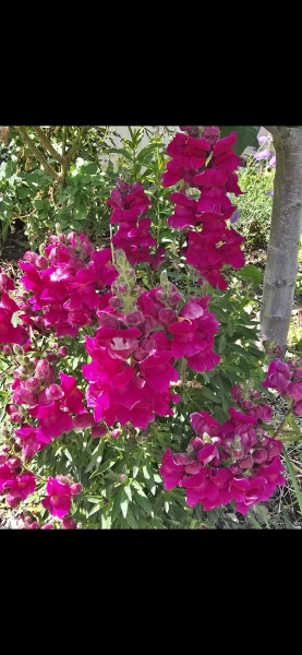 May flowers & spring cleaning - flylady style
