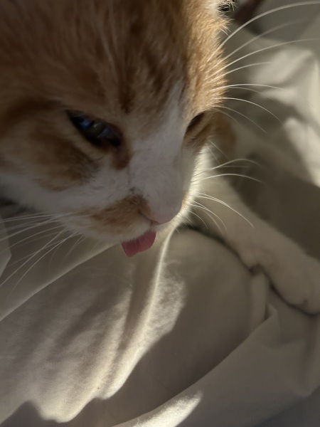 AIBU to wonder why my cat always grooms himself beside me?