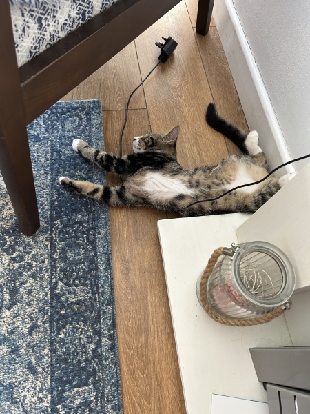 Cat tired in this weather