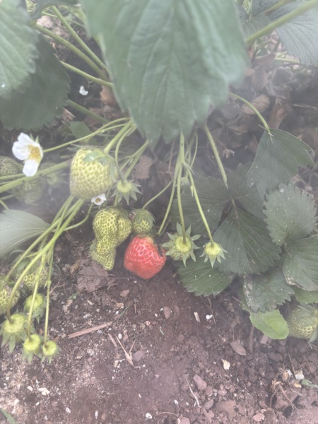 2026 Allotmenteers - have we lost the plot?!