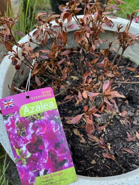 Is this azalea dead?
