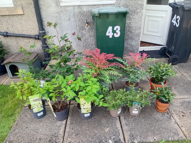 Designing a flowerbed (shrubs) for front garden (no dig)