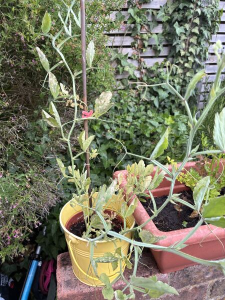What’s wrong with my sweet pea plant?