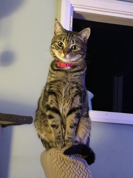 Magpie Cat