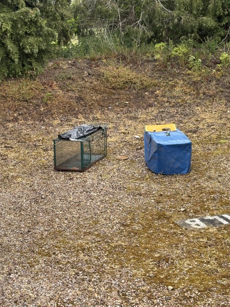 Should I release feral cats locally or let them settle in my garden?