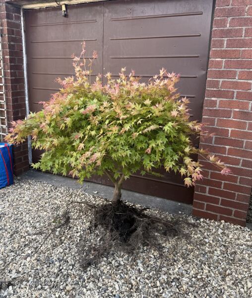 How to plant this acer?