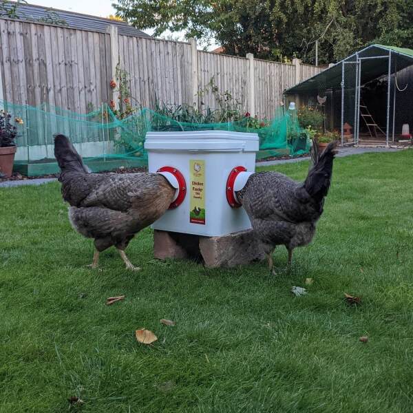 AIBU- Neighbour repeatedly complaining about rats near our chickens despite pest control