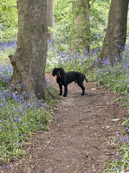 Spring shenanigans, frugal mischief, Maypole antics, garden faffing, bargain binges, picnic pandemonium, Spaniel loving and Bank Holiday mayhem 😁