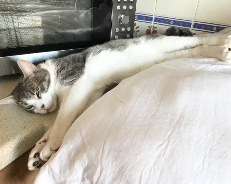 Cat tired in this weather