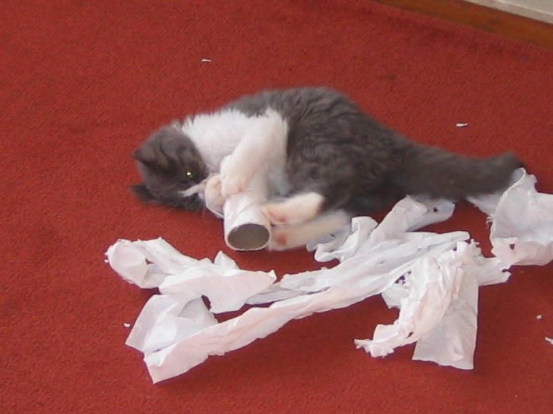 Weirdest thing your cat has eaten?