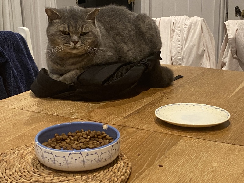 Delicious low-calorie biscuits for a large, fussy, foody cat?