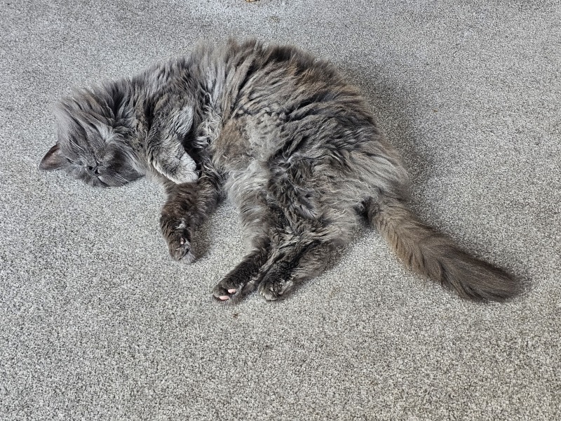 Cat tired in this weather