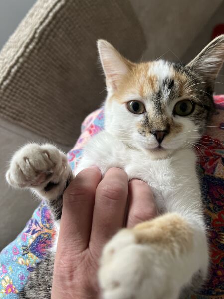 New tiny kitten