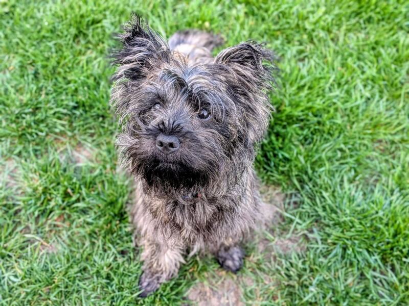 Which breed puppy would suit us?
