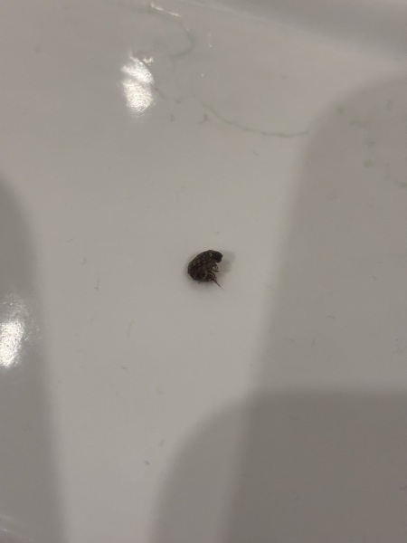 omg I’ve just woken up in a hotel as I felt something crawling on me, it was a bloody bed bug