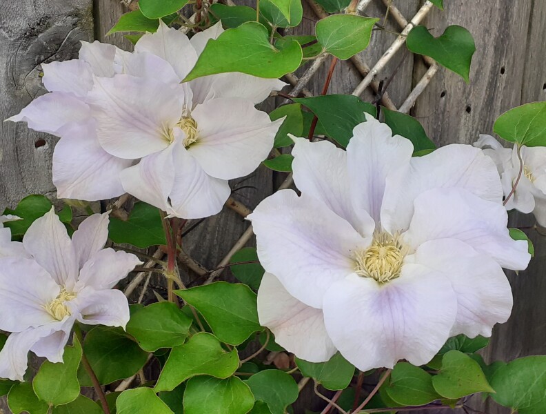 Sent wrong clematis - what is this?