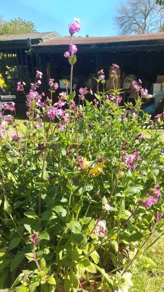 Can anyone identify this pink flower/plant? It's rather pretty, not sure if it's a weed as I've just moved here. Thanks!