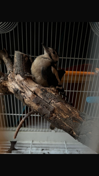 Advice needed for caring overnight for an injured baby woodpecker
