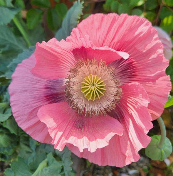 What’s looking gorgeous in your garden right now?