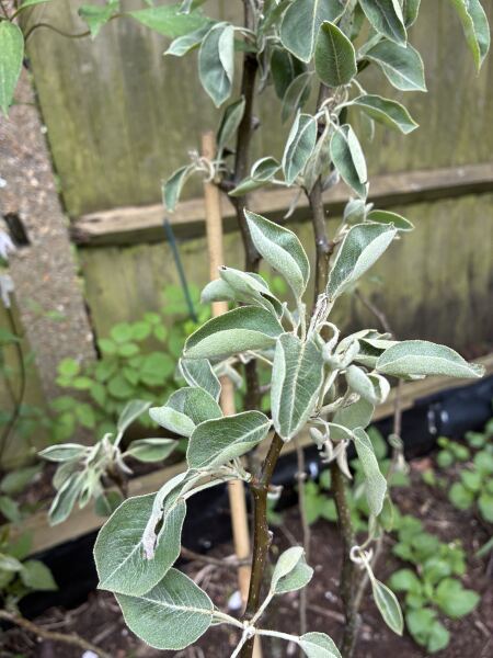 What is going with my new pear tree
