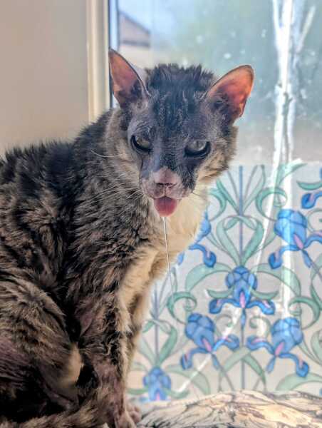 Get A Compass! The Excellent Cats embrace a new rallying cry