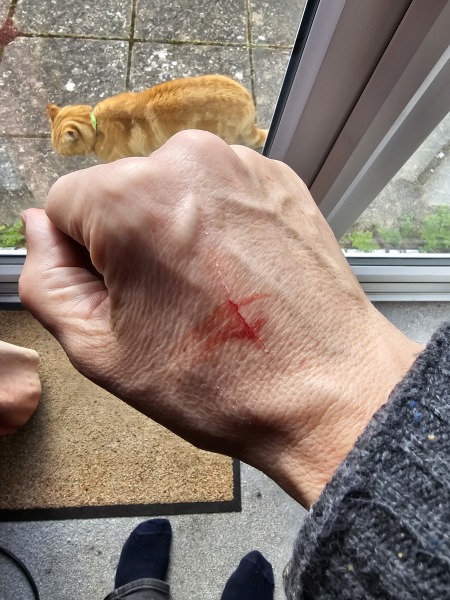 What to do about local aggressive cat.