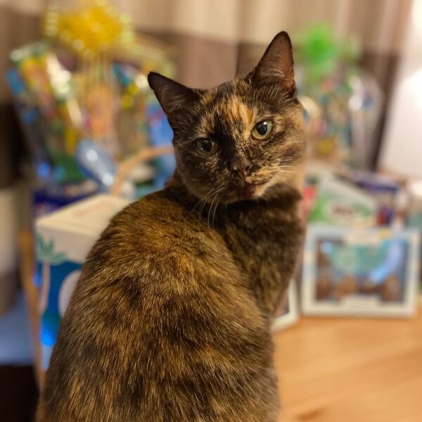 We lost our beautiful cat 😔