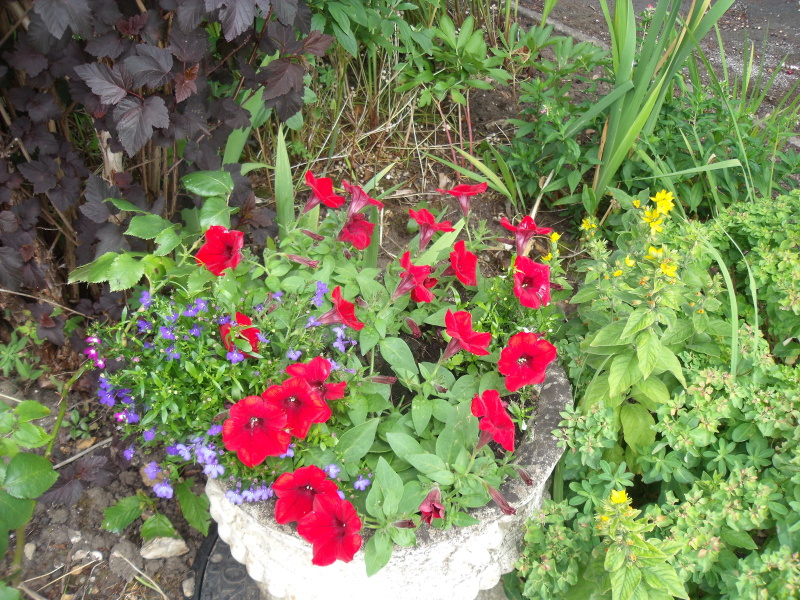 What’s looking gorgeous in your garden right now?