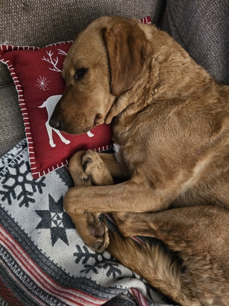 What has surprised you most about dog ownership?