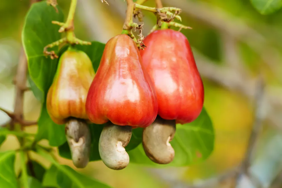 What surprising food facts have you only discovered recently?