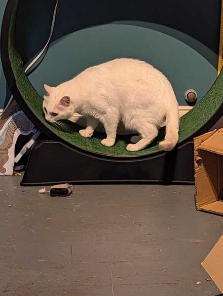 Get A Compass! The Excellent Cats embrace a new rallying cry