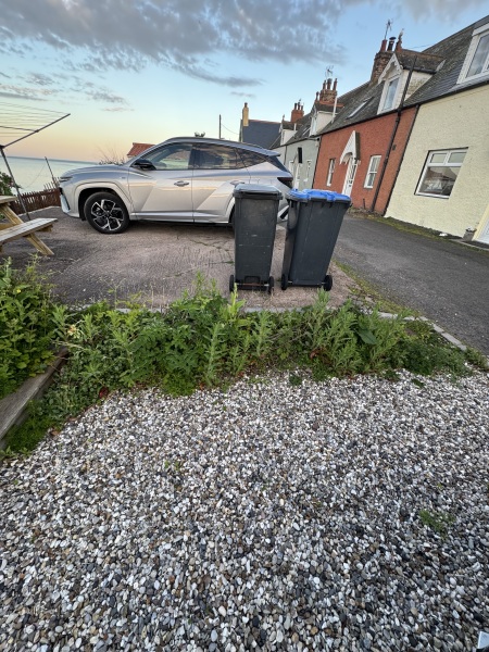 Ideas for low maintenance screening plants in a coastal garden border