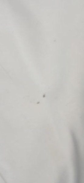 ? bed bugs...freaking out