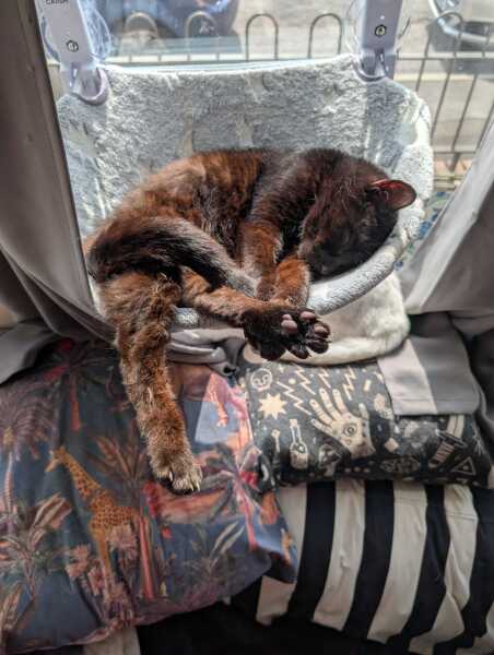Get A Compass! The Excellent Cats embrace a new rallying cry