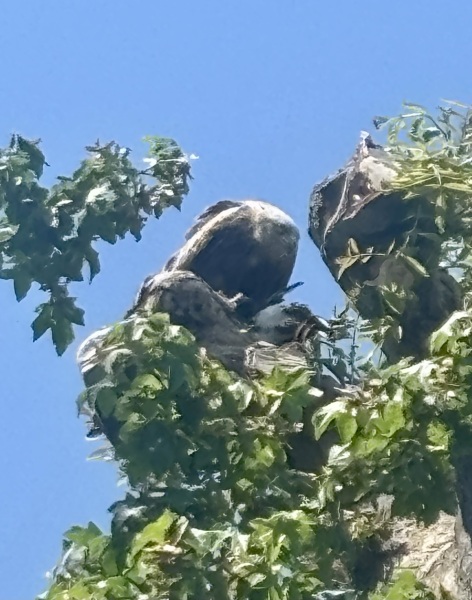 Just seen a magpie kill a bird in our garden, how do we deter them?