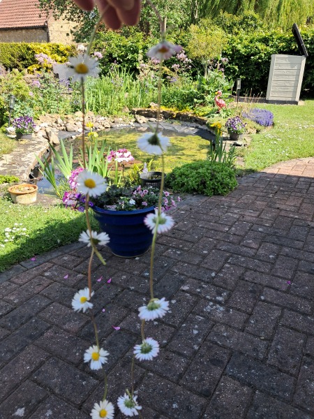 What’s looking gorgeous in your garden right now?