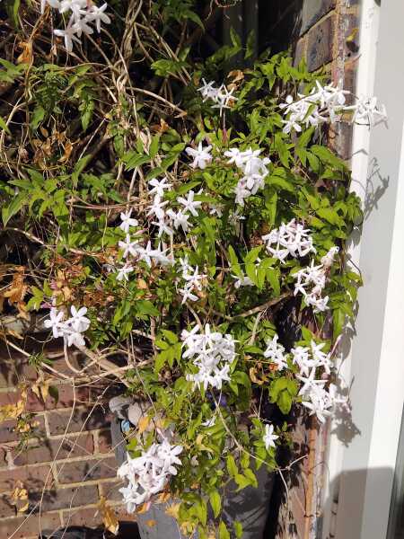 Why is my Jasmine dying?