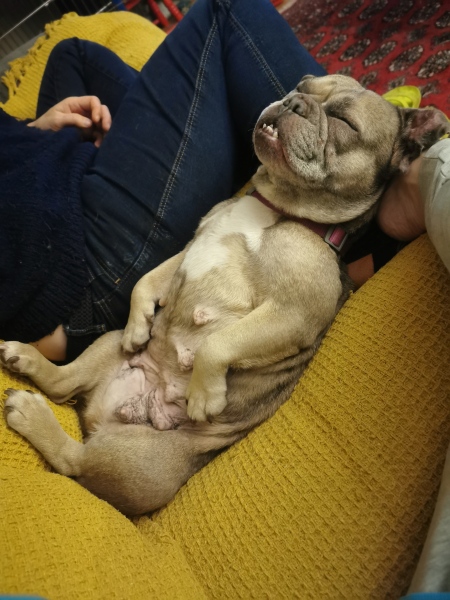 What has surprised you most about dog ownership?