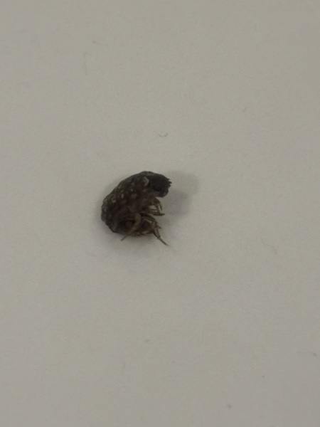 omg I’ve just woken up in a hotel as I felt something crawling on me, it was a bloody bed bug