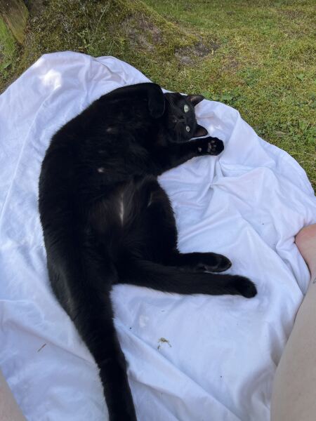Cat tired in this weather