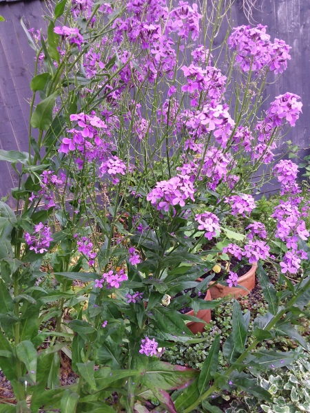 Please ID this gorgeous plant as I want to get more