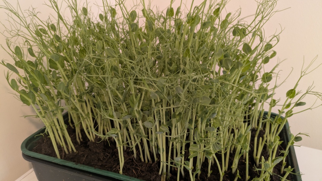 Quick to grow food plant?