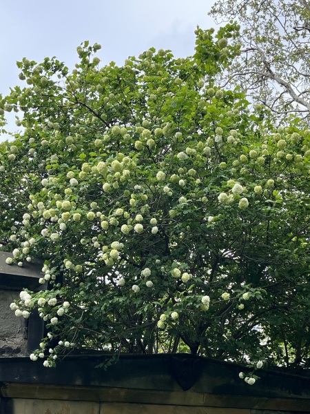 What is this shrub/tree?