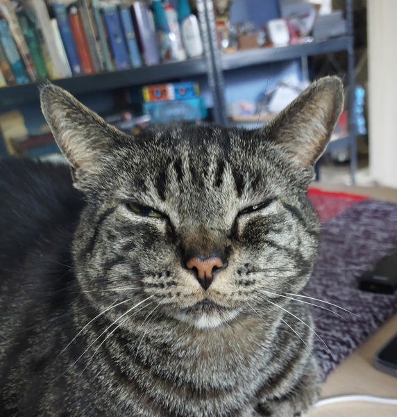 Why does my cat’s vomit look like this? (sorry, photo warning)