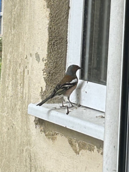 Why is this bird repeatedly tapping and flying into the window?