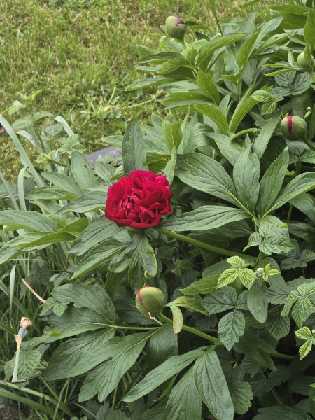 What have you done in the garden today? Part 8